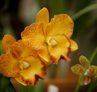 Queens Park - Orchid House - Hotel WA