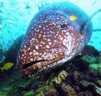 Lady Musgrave Island Dive Sites - Hotel WA