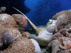 Light House Bommie Dive Site - Hotel WA 0