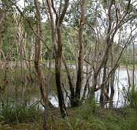 Mount Rooper Circuit and Swamp Bay Track - Hotel WA