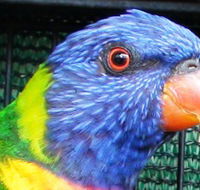 Fraser Coast Wildlife Sanctuary - Hotel WA