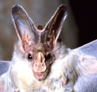 Mount Etna Caves National Park - Hotel WA