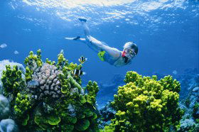 Wheeler Reef Dive Site - Hotel WA 0