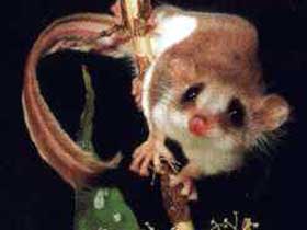 Carrowong Fauna Sanctuary - Hotel WA 0