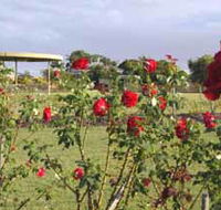 Elizabeth Park Rose Gardens - Hotel WA
