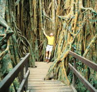 Curtain Fig Tree - Hotel WA