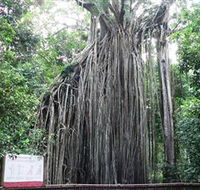 Curtain Fig National Park - Hotel WA