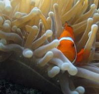 Flat Rock Dive Site - Hotel WA