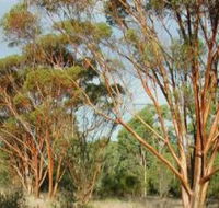 Myall Park Botanic Garden - Hotel WA