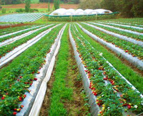 Kookaberry Strawberry Farm - Hotel WA 0
