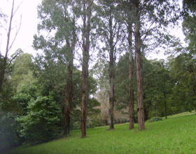 Mount Dandenong Arboretum - Hotel WA 0