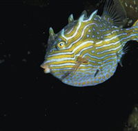 Mushroom Reef Marine Sanctuary - Hotel WA