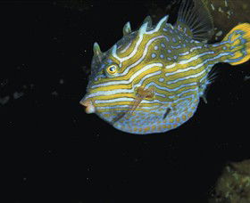 Mushroom Reef Marine Sanctuary - Hotel WA 0