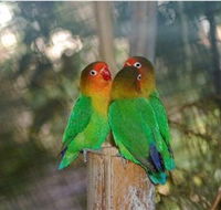 Ballarat Bird World - Hotel WA