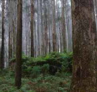 Kinglake National Park - Hotel WA