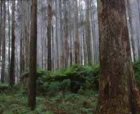 Kinglake National Park - Hotel WA 0