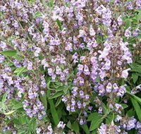 Otway Herbs - Hotel WA