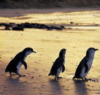 Phillip Island Nature Park - Hotel WA
