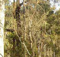 Warby-Ovens National Park - Hotel WA