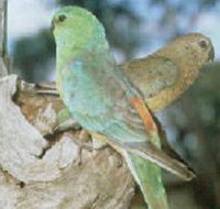 Lake Albacutya Regional Park - Hotel WA