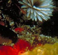 Point Cooke Marine Sanctuary - Hotel WA