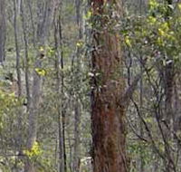 Heathcote-Graytown National Park - Hotel WA