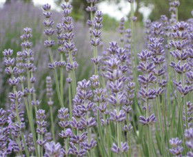Warratina Lavender Farm - Hotel WA 0