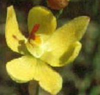 Langwarrin Flora and Fauna Reserve - Hotel WA