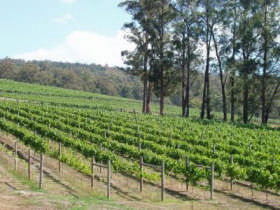 Piedmont Vineyard - Hotel WA 0