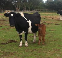 Animal Land Children's Farm - Hotel WA