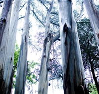 Dandenong Ranges National Park - Hotel WA