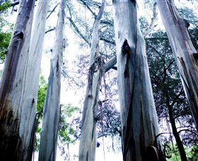 Dandenong Ranges National Park - Hotel WA 0