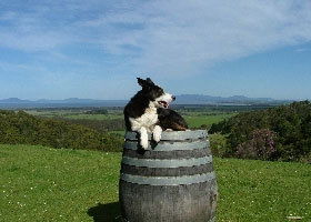 Windy Ridge Vineyard And Winery - Hotel WA 0
