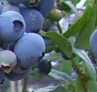 Tuckerberry Hill - Hotel WA