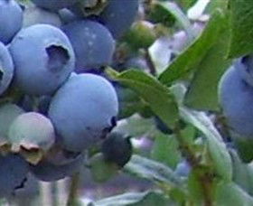 Tuckerberry Hill - Hotel WA 0