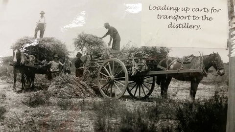 Eucalyptus Distillery Museum - Hotel WA 4