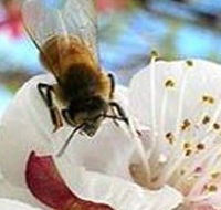 Clayridge Honey - Hotel WA