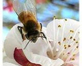 Clayridge Honey - Hotel WA 0