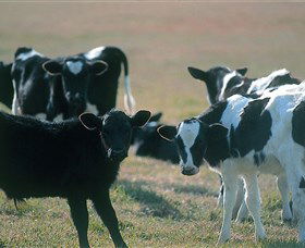 Bodalla Dairy Cheese Factory - Hotel WA 0