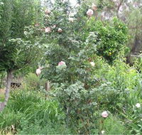 Tombstone Estate Vineyard - Hotel WA