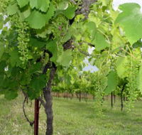 Holland Wines - Hotel WA