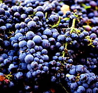 Nandroya Vineyard - Hotel WA