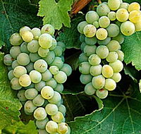 Clover Hill Vineyard - Hotel WA