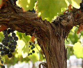 Blackjack Vineyards - Hotel WA 0