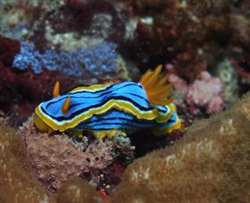 Coral Gardens Dive Site Mooloolaba - Hotel WA 1