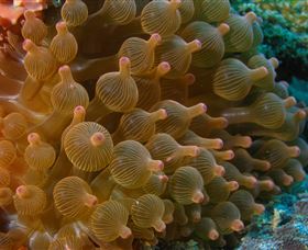 Coral Gardens Dive Site Mooloolaba - Hotel WA 0