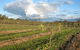 Flyfaire Wines - thumb 7