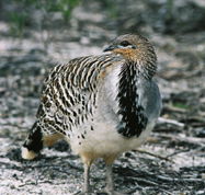 Yongergnow Australian Malleefowl Centre - Hotel WA