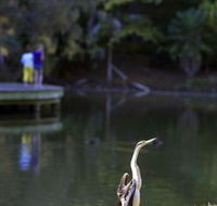 Birdwatching in the South Burnett - Hotel WA