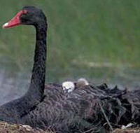 French Island Marine National Park - Hotel WA